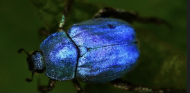 Image of Image of a bug